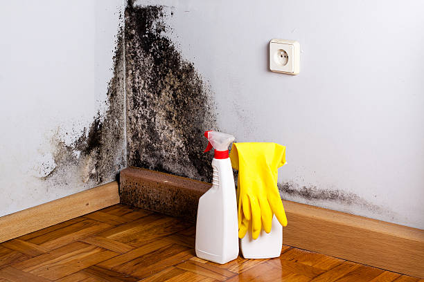 Best Mold Remediation  in Bratenahl, OH